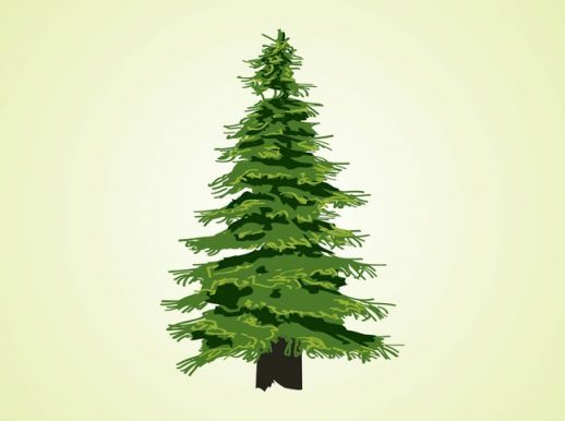 518x386 Evergreen Tree Vector