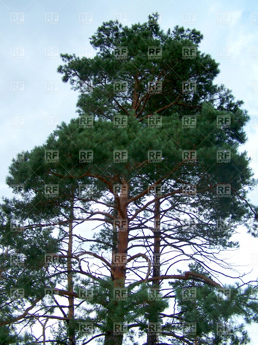 900x1200 Pine Tree Free Vector Image Vector Artwork Of Plants And Animals
