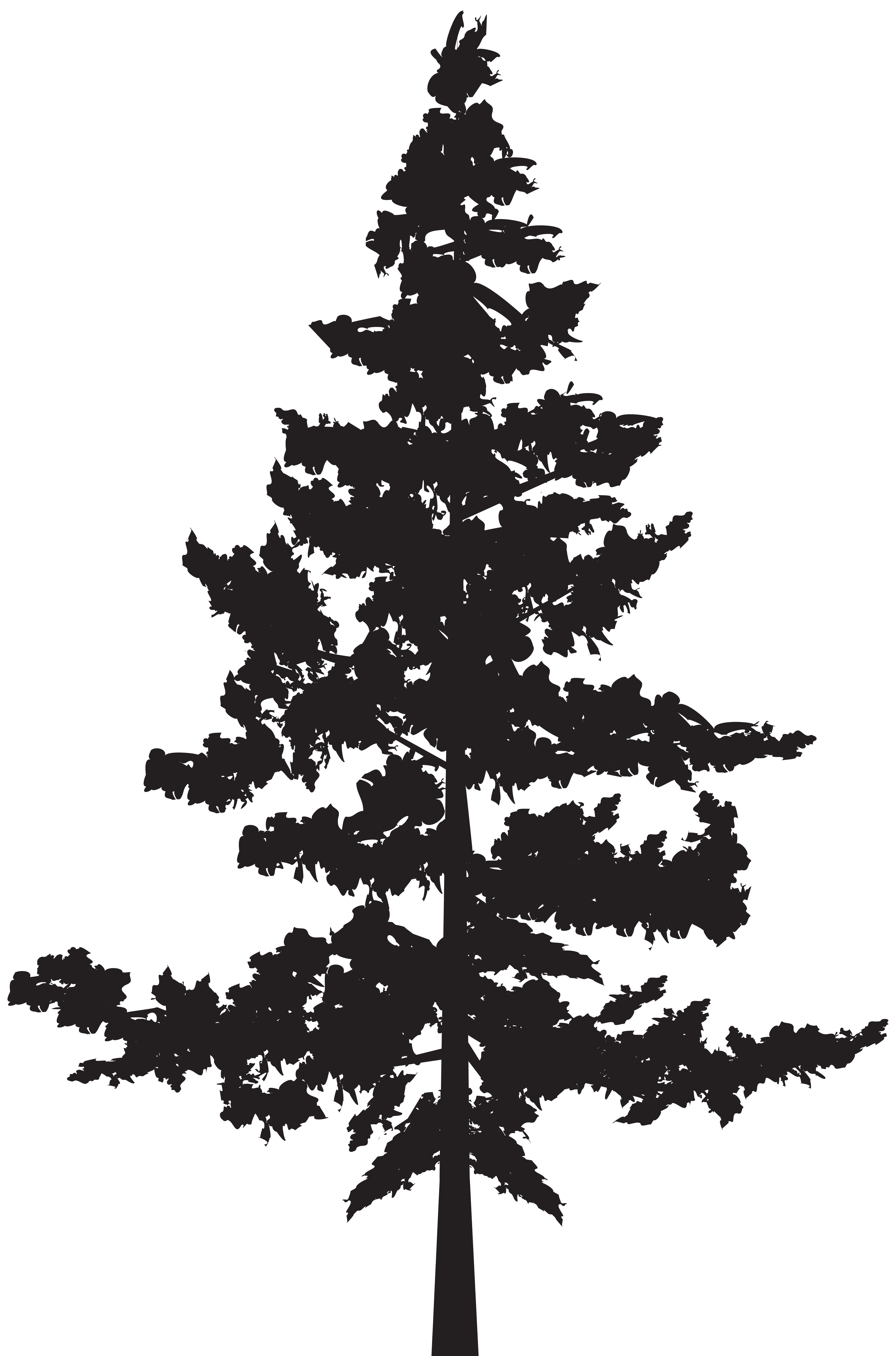 5287x8000 Silhouette Of Pine Trees Clipart Images Gallery For Free Download