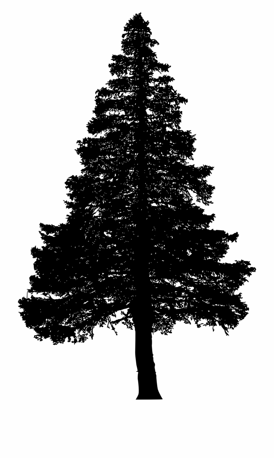 Download Pine Tree Vector Png at Vectorified.com | Collection of ...