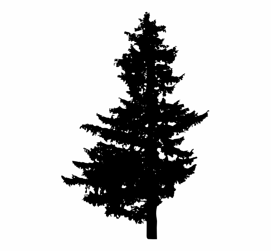 920x851 Pine Tree Vector Png Free