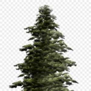 300x300 Png Christmas Tree Silhouette Christmas Tree Vector Ma Soidergi