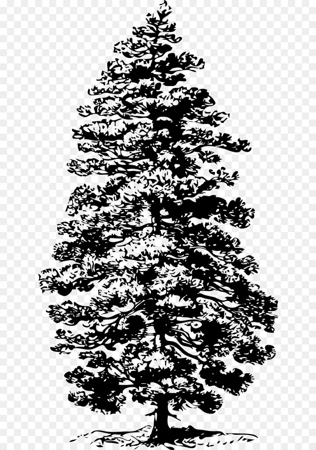 1080x1536 Png Eastern White Pine Tree Fir Clip Art Coniferous Ve Soidergi