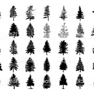 300x300 Vector Set Silhouette Of Different Canadian Pine Trees Conifer