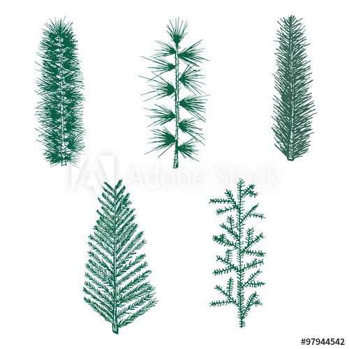 500x500 Hand Drawn Set Green Fir Branch Pine Vector Isolated