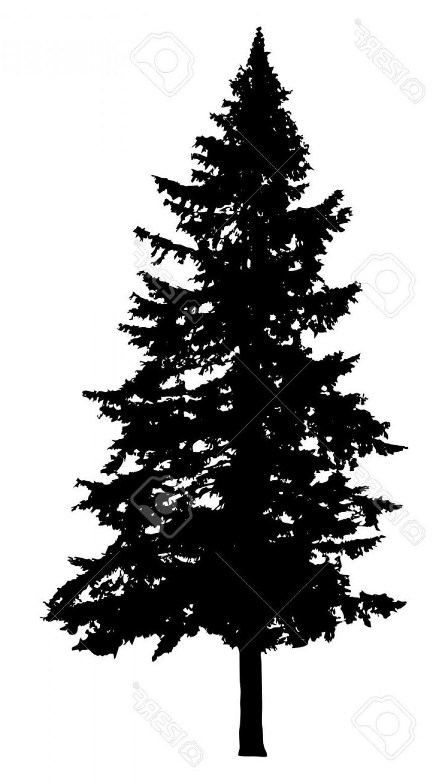 892x1560 Photostock Vector Pine Tree Silhouette Isolated On White
