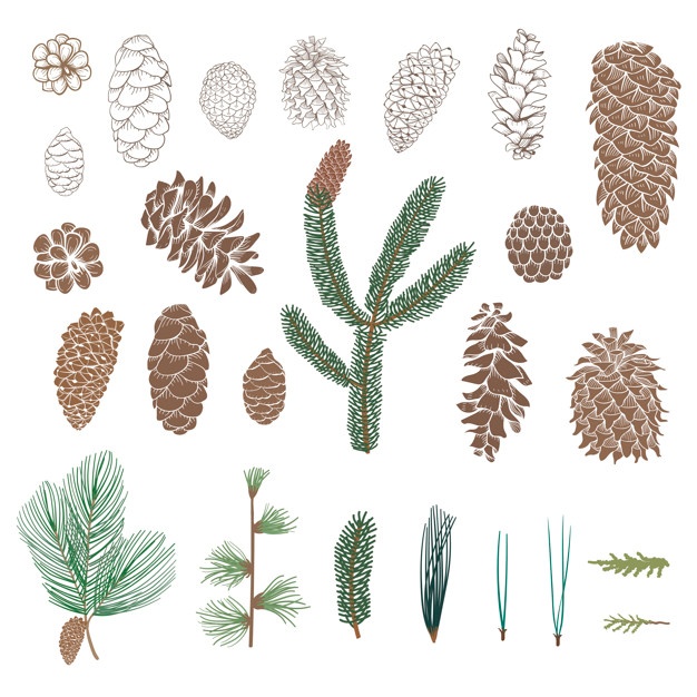 626x626 Pine Vectors, Photos And Free Download