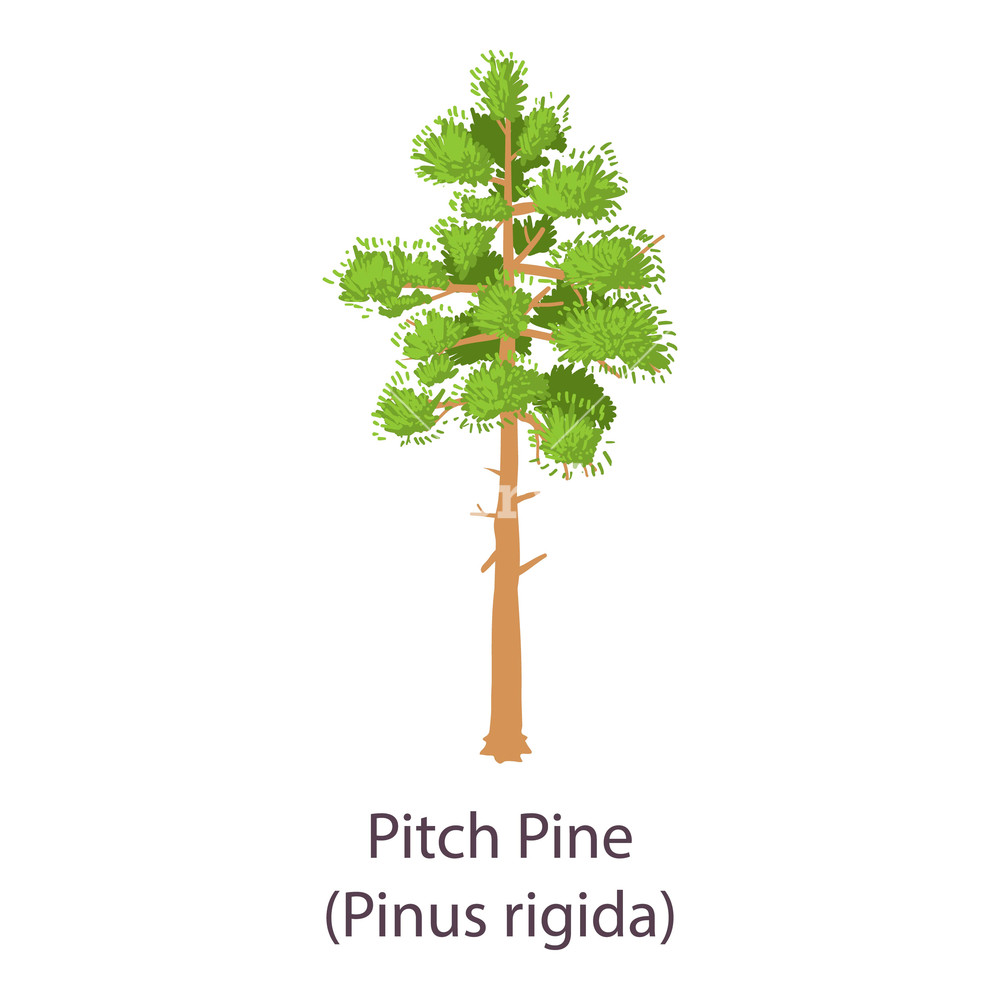1000x1000 Pitch Pine Icon Flat Illustration Of Pitch Pine Vector Icon