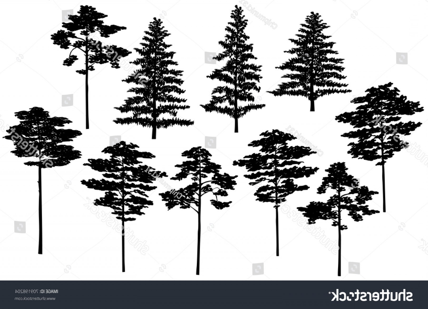 1800x1299 Set Silhouettes Spruce Pine Vector Black Soidergi