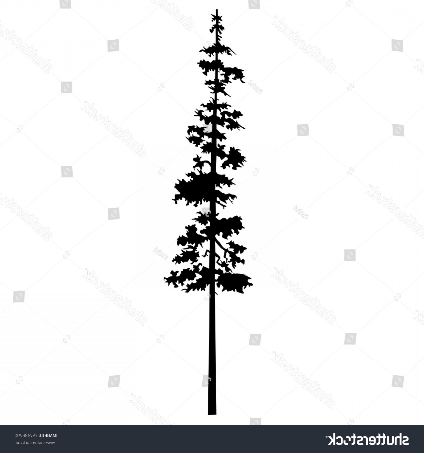 1800x1920 Tree Pine Vector Silhouette Cypress Isolated Soidergi