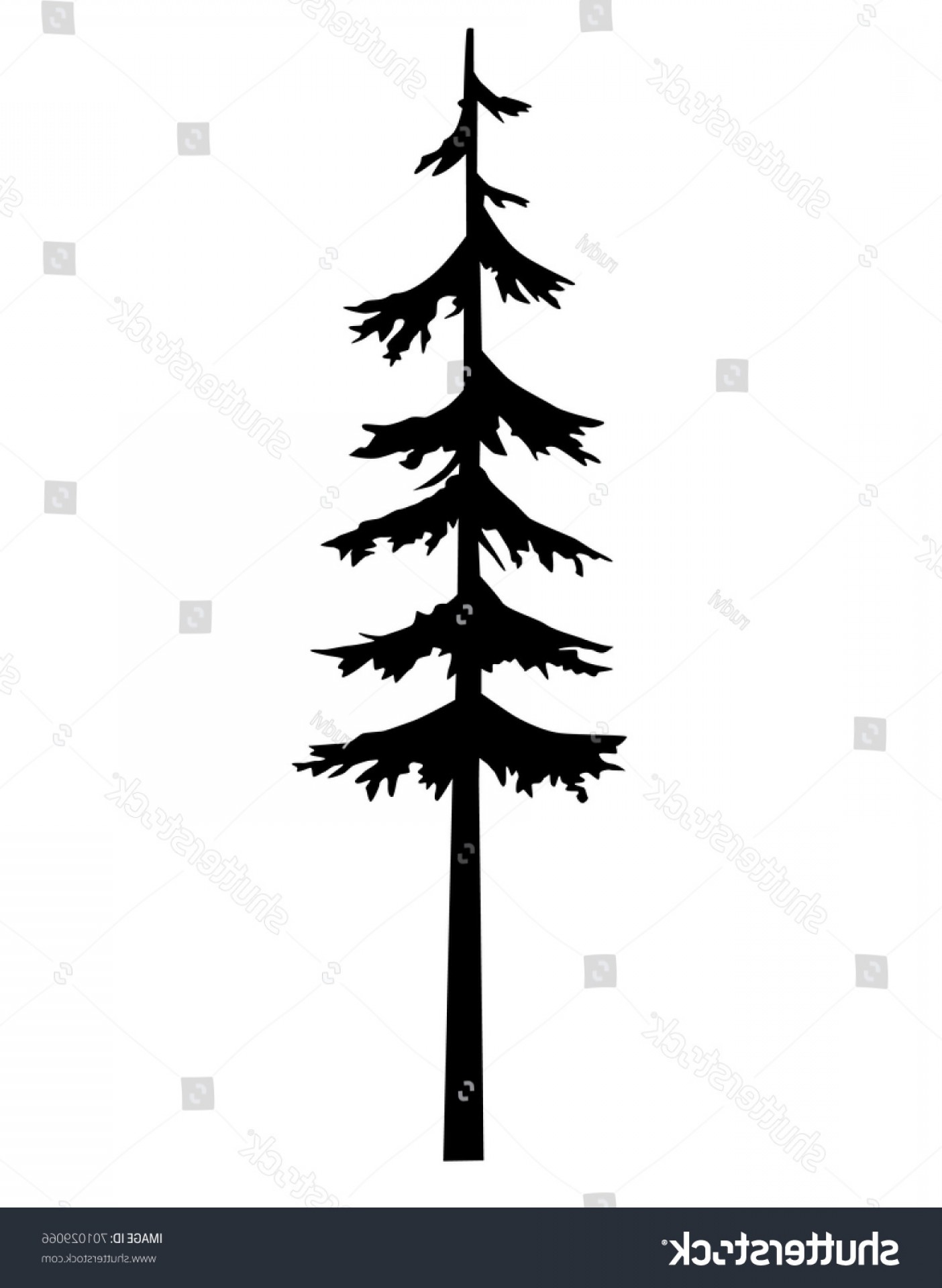 Pine Vector at Vectorified.com | Collection of Pine Vector free for ...