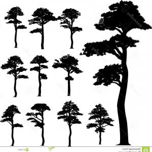 300x300 Branch Of Christmas Tree Pine Branch Vector Soidergi