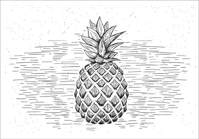 Pineapple Free Vector Art 700x490 Pineapple Free Vector Art