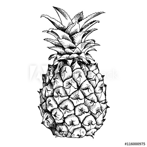 Image Of Pineapple Fruit Vector Black And White Illustration 500x500 Image Of Pineapple Fruit Vector Black And White Illustration