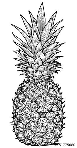 Pineapple Illustration, Drawing, Engraving, Ink, Line Art, Vector 262x500 Pineapple Illustration, Drawing, Engraving, Ink, Line Art, Vector