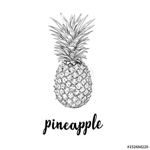 Pineapple Sketch Is A Vintage Drawing Hand Drawing Vector 500x500 Pineapple Sketch Is A Vintage Drawing Hand Drawing Vector