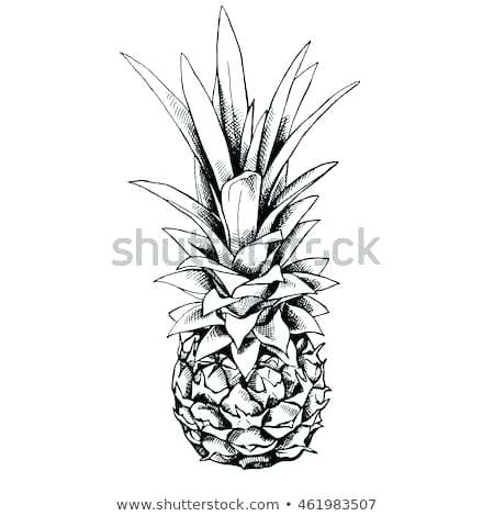 Drawing Of A Pineapple 450x470 Drawing Of A Pineapple