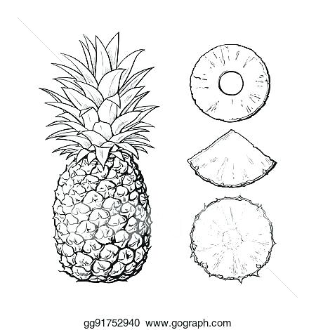 Drawing Of A Pineapple 450x470 Drawing Of A Pineapple