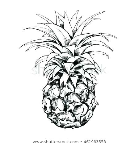 Drawing Of Pineapple 450x470 Drawing Of Pineapple