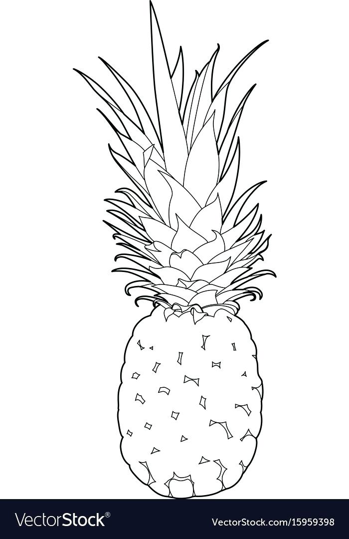 Pine Apple Drawing 700x1080 Pine Apple Drawing