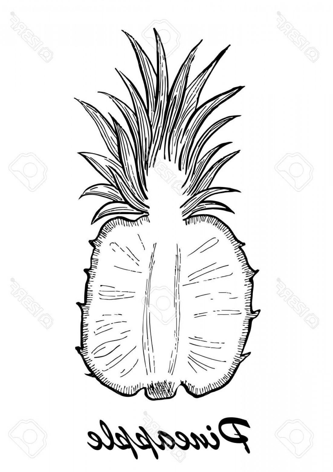 Photostock Vector Vector Hand Drawn Pineapple Exotic Tropical 1102x1560 Photostock Vector Vector Hand Drawn Pineapple Exotic Tropical