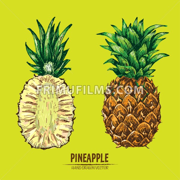 Pineapple Outline Vector