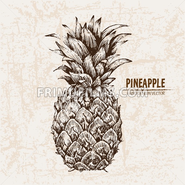 600x600 Digital Vector Detailed Line Art Pineapple Fruit Hand Drawn Retro