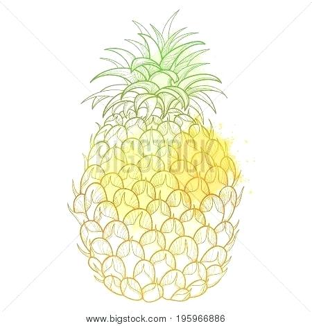 450x470 Outline Of A Pineapple