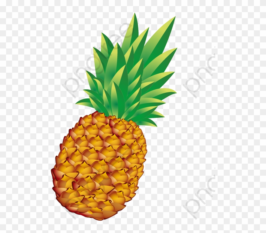 880x769 Pineapple Png Vector