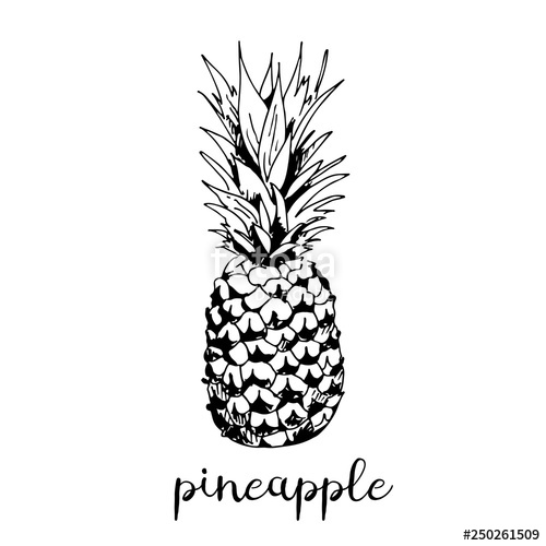 500x500 Pineapple Vector Illustration Isolated On White Background Stock