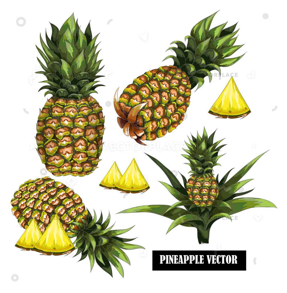 1000x1022 Hand Drawn Pineapple Colorfull White Background Vector