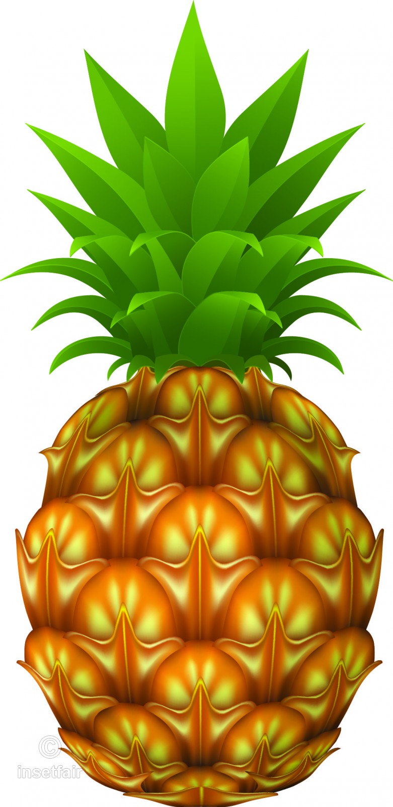 Pineapple Free Stock Buckle Fruit Vector And Png 781x1601 Pineapple Free Stock Buckle Fruit Vector And Png