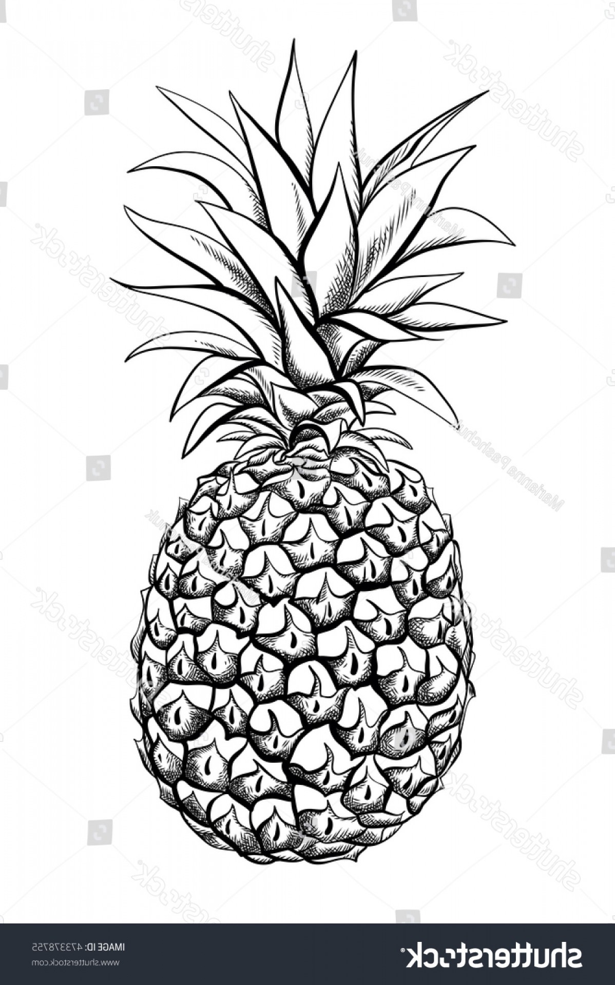 1198x1920 Pineapple Fruit Vector Black White Illustration Geekchicpro