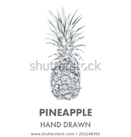 450x470 Sketch Of Pineapple Fruit