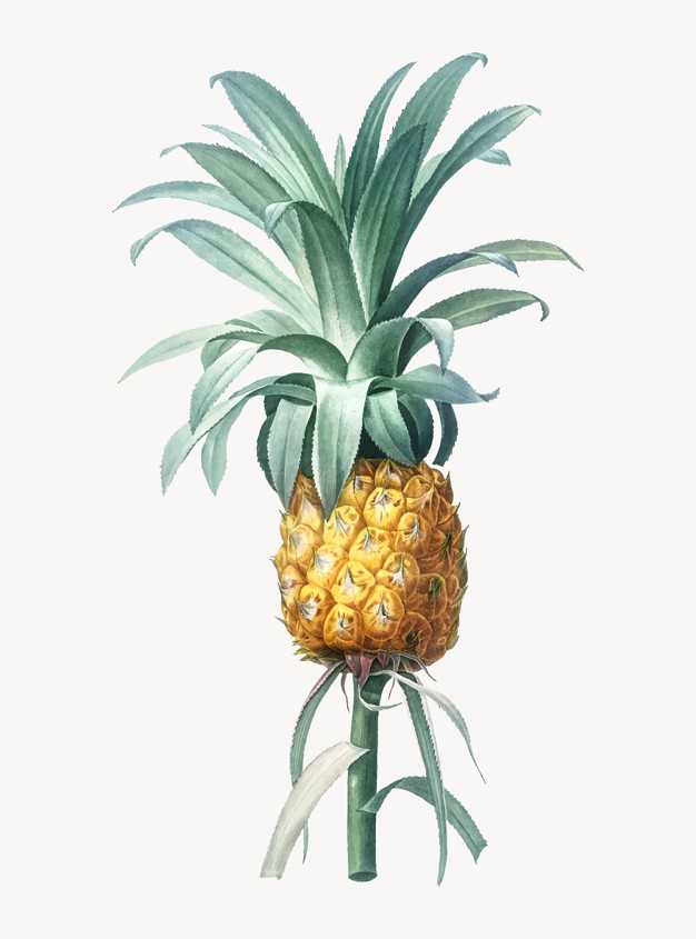 626x845 Vintage Illustration Of Pineapple Vector Free Download