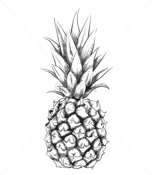 520x600 Pineapple Vector Line Art Vintage Design Fruit Isolated On White
