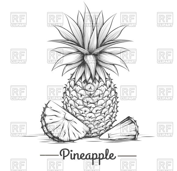 580x560 Drawn Pineapple Vector Image Of Food And Beverages Vectortatu