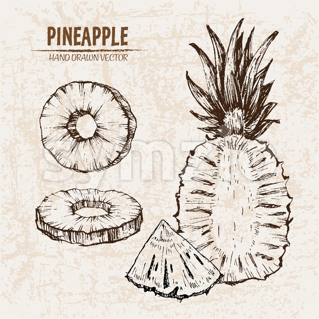 620x620 Digital Vector Detailed Line Art Pineapple Fruit Hand Vector