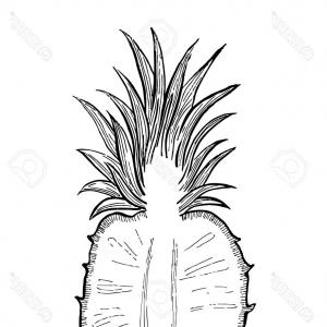 300x300 Isolated Freshness Outline Tropical Fruit Vector Soidergi