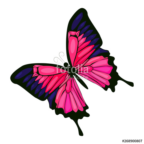 Pink Butterfly Vector at Vectorified.com | Collection of Pink Butterfly ...