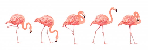 626x214 Flamingo Vectors, Photos And Free Download