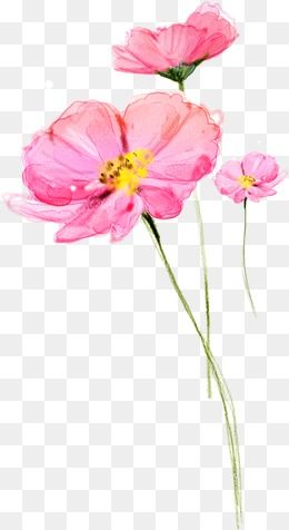 260x476 Flower Lotus Pink Flower, Flower Vector, Lotus Vector