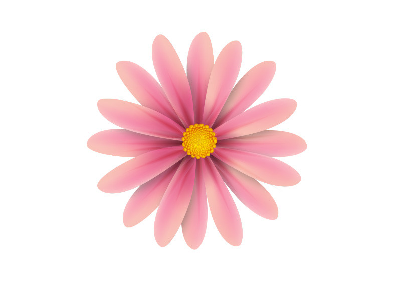 800x566 Pink Flower Vector Illustration