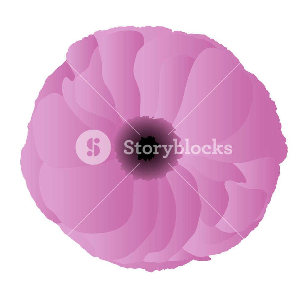 1000x968 Pink Flower Vector Royalty Free Stock Image