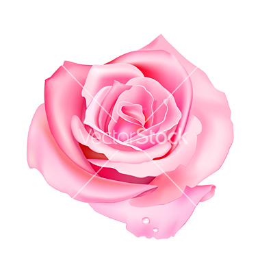 Pink Rose Vector