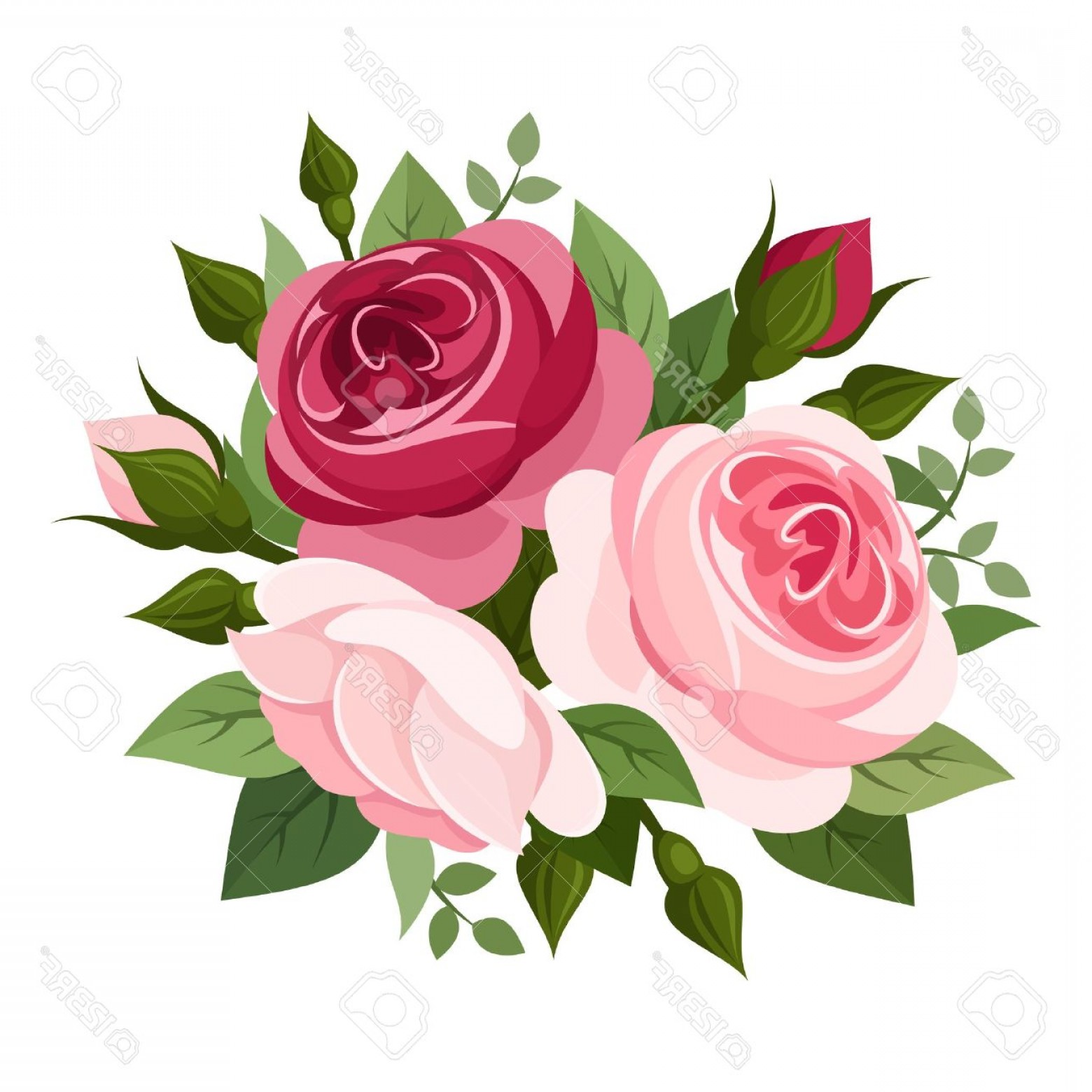Photored And Pink Roses Vector Illustration Cqrecords 1560x1560 Photored And Pink Roses Vector Illustration Cqrecords