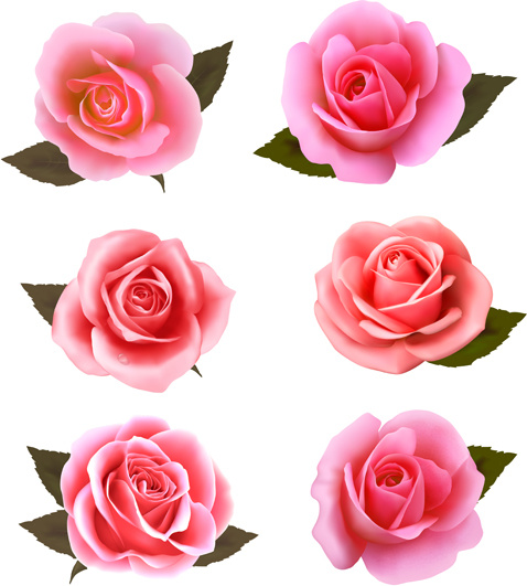 Realistic Pink Roses Vector Free Vector In Encapsulated Postscript 478x531 Realistic Pink Roses Vector Free Vector In Encapsulated Postscript
