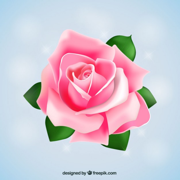 Big Pink Rose Vector Free Download 626x626 Big Pink Rose Vector Free Download