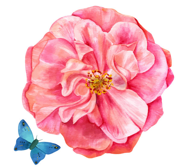 600x556 Pink Rose Watercolor Vector Free Download