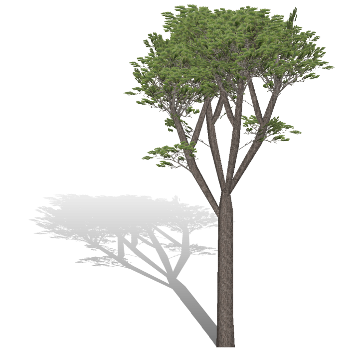 700x700 Pino Picbonero Png Vector, Clipart